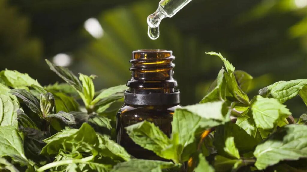 US Tariffs Push Mentha Oil Industry in Rampur and Moradabad Into Crisis