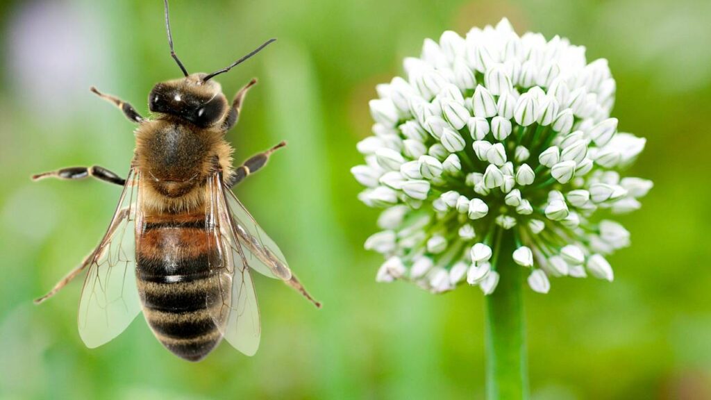 Onion Flowers Lack Bees: How Farmers Can Ensure Proper Pollination and Protect Seed Production