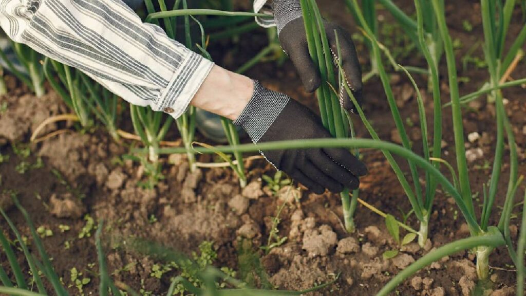 Right Fertilizers and Irrigation Can Double Onion Yield, Boost Farmers’ Income
