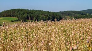 सरकार ने जारी की लाइसेंस नीति, अफीम की खेती करने के लिए इन राज्यों के किसानों को मिलेगा लाइसेंस