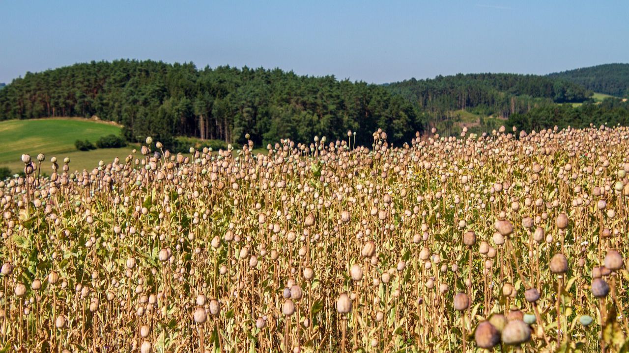 opium cultivate