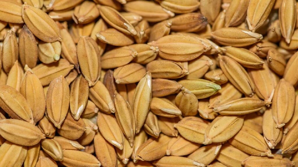 India cuts rice procurement target to 46.35 million tonnes for 2025-26, shifts focus to millets