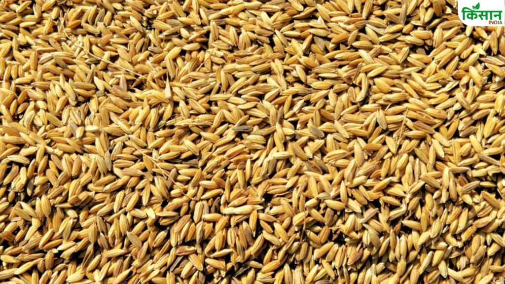 paddy procurement
