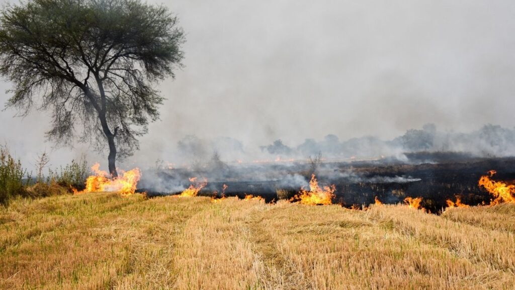 parali burning