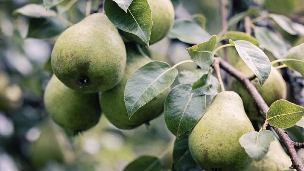 Pear Farming on Field Boundaries Can Earn Rs 15 Lakh from 100 Trees: Plant at 10-Foot Distance for Maximum Profit
