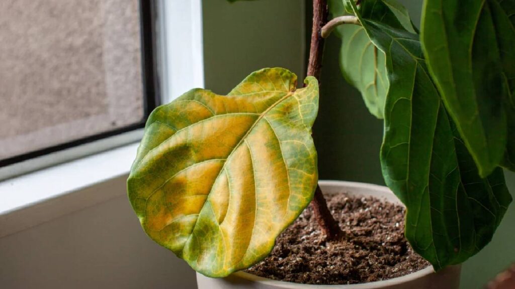 Yellow Leaves and Droopy Stems? How to Treat Root Rot in Potted Plants