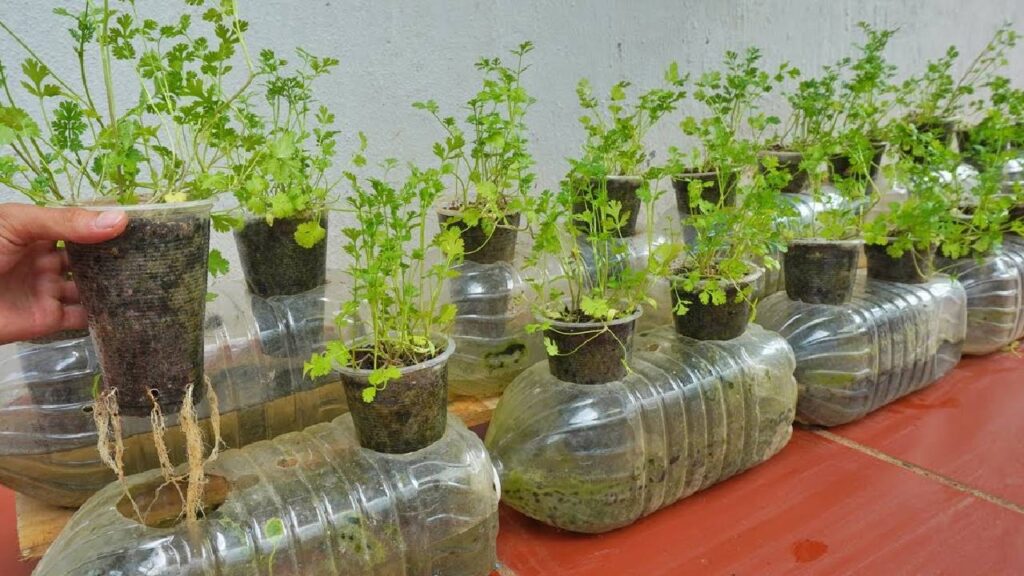 Grow Fresh Coriander at Home Using a Recycled Bottle: Easy and Chemical-Free Method