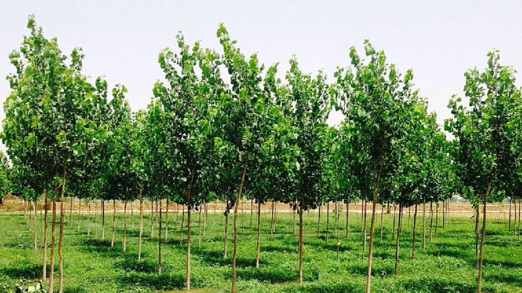 Poplar Trees Can Harm Your Crops: What Farmers Must Know Before Planting