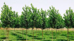 पॉपुलर पेड़ के पास भूलकर भी न लगाएं ये 4 फसलें, हो सकता है तगड़ा नुकसान