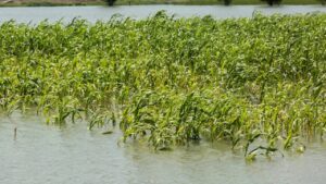 REPORT: जम्मू-कश्मीर में सेब के बाद दालों पर भी बारिश का कहर, 94 फीसदी फसल तबाह