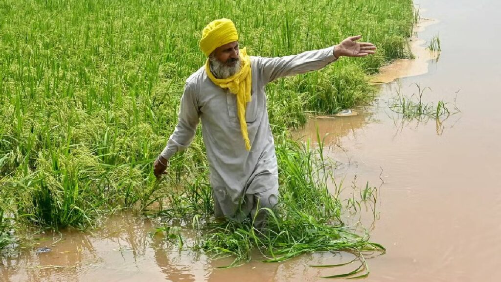 Floods in India and Pakistan Push Basmati Rice Prices Higher Amid Crop Losses