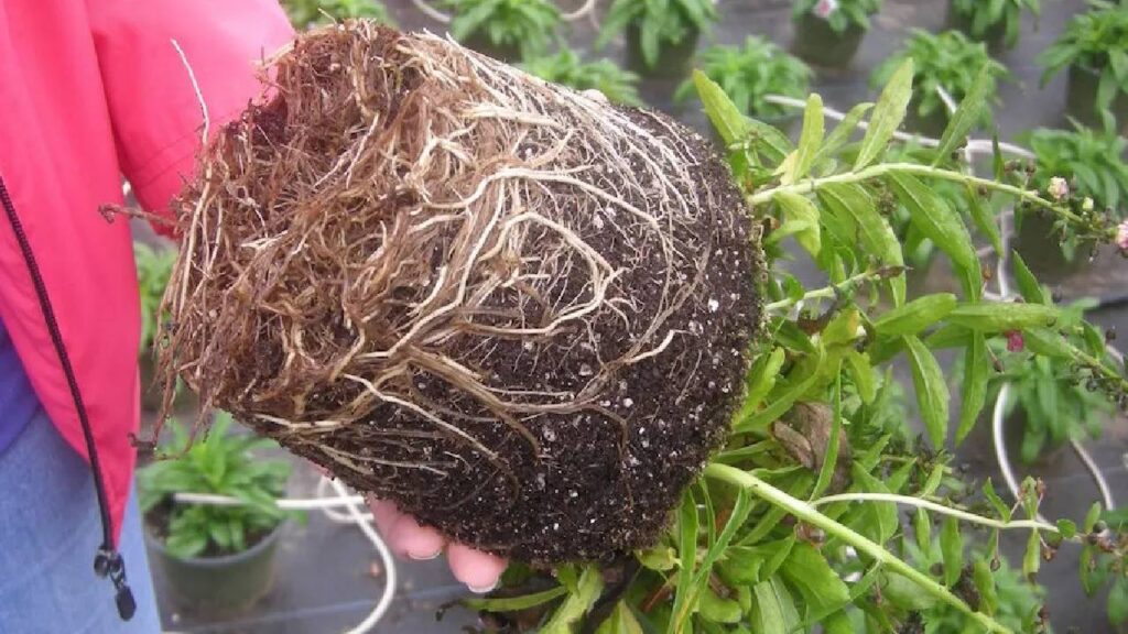 How to Prevent Root Rot: Simple Tips to Keep Your Plants Healthy