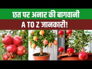 घर पर आसान तरीके से अनार उगाने की विधि, सफल खेती के लिए जान लें जरूरी टिप्स
