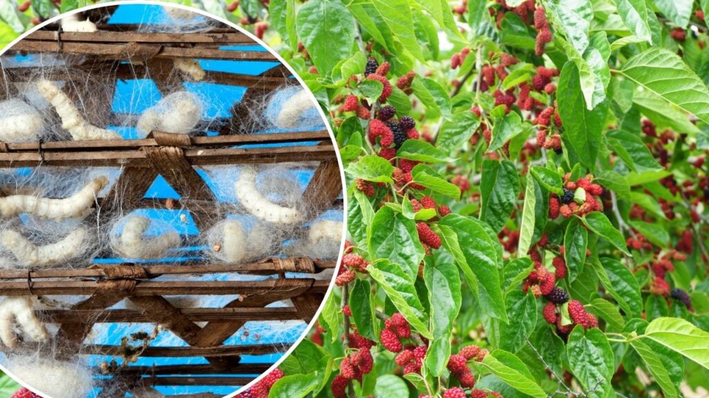 silk production and mulberry farming cluster