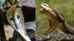 जहरीले सांप के डसने के बाद कितनी देर में बचाई जा सकती है जान? जानें