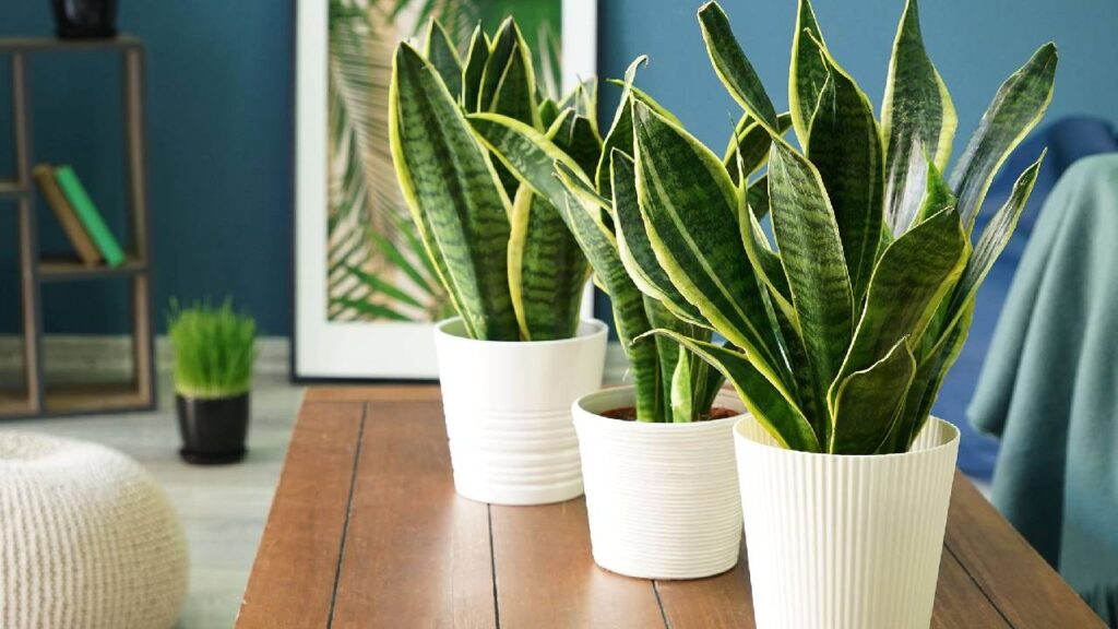 5 Indoor Plants to Purify Your Home Air After Diwali and Parali Pollution
