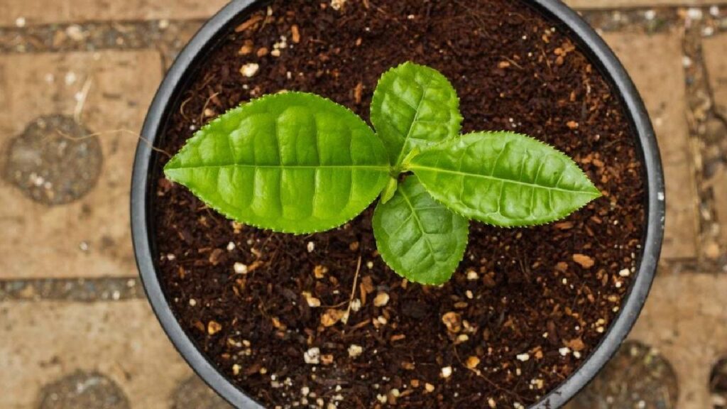 Grow Tea Leaves at Home: Easy Steps to Grow Fresh Tea in Pots