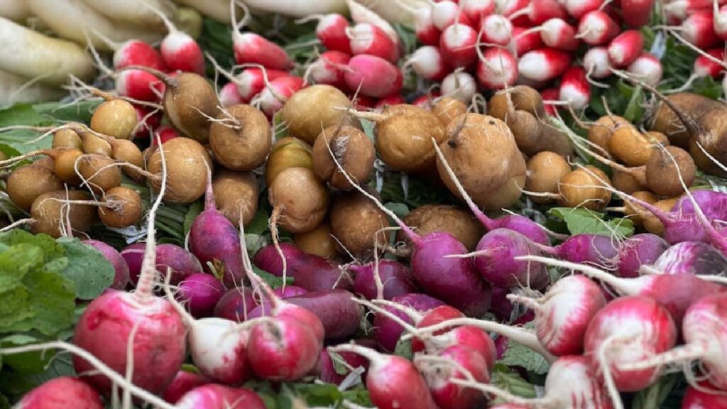 Turnip Farming: Low-Cost Cultivation That Brings High Profits for Farmers