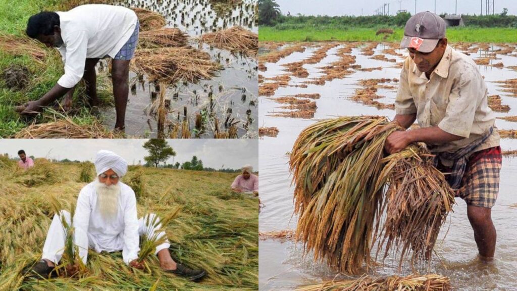 Above-Normal Rainfall Expected in September, Crops in These States at Risk
