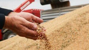 गेहूं खरीद में 69 प्रतिशत तक गिरावट! आखिर क्यों मंडियों तक नहीं पहुंच रही फसल? जानिए वजह