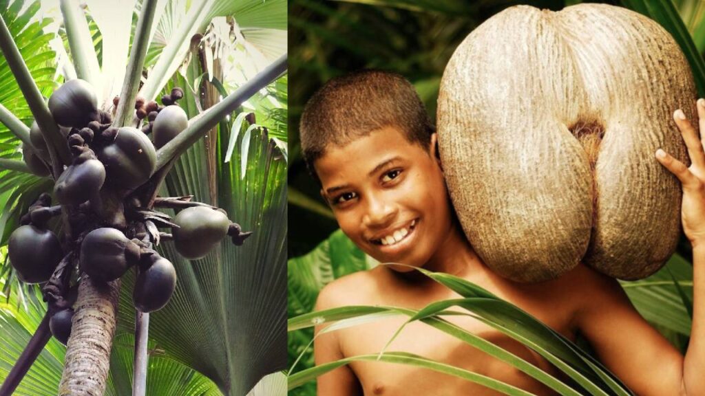 Coco de Mer: The World’s Most Expensive and Giant Coconut