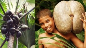 कोको डे मेर: 40 किलो तक भारी और लाखों में बिकता है ये अनोखा नारियल