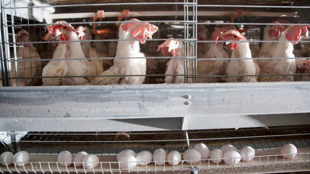 Egg Production
