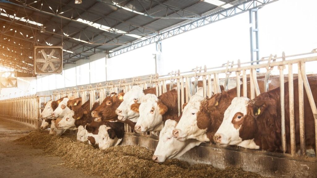 Animal Nutrition