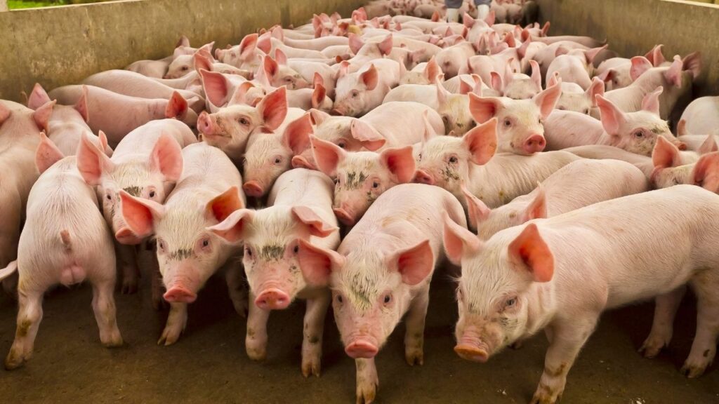 Pig farming