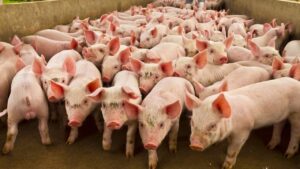 Pig Farming: सूकर पालन से कम समय में लाखों कमाएं, जानिए सही नस्ल और देखरेख टिप्स
