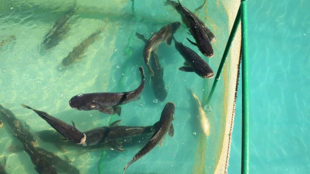 Fish Farming