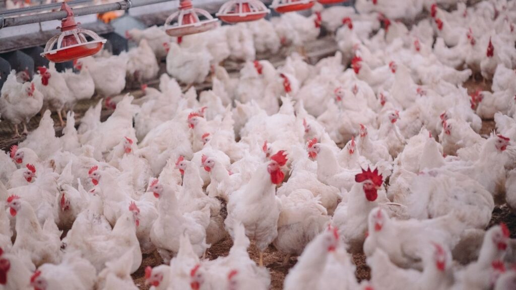 Poultry Farming