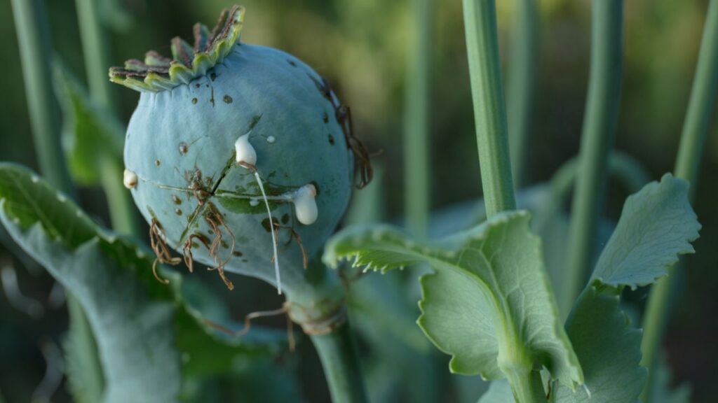 Afeem Ki Kheti: अफीम की खेती कोई आम फसल नहीं है. इसके लिए केंद्रीय नारकोटिक्स ब्यूरो से लाइसेंस लेना अनिवार्य है और किसान केवल उतनी ही जमीन पर खेती कर सकते हैं जितनी की अनुमति मिली हो. Afeem Ki Kheti: अफीम की खेती कोई आम फसल नहीं है. इसके लिए केंद्रीय नारकोटिक्स ब्यूरो से लाइसेंस लेना अनिवार्य है और किसान केवल उतनी ही जमीन पर खेती कर सकते हैं जितनी की अनुमति मिली हो.
