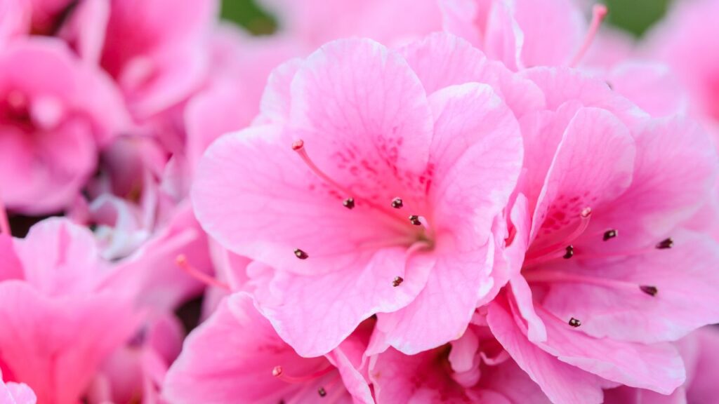 Home Gardening Tips