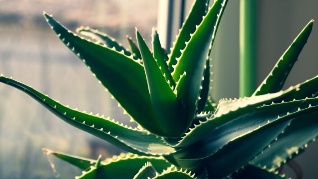 Aloe Vera – यह न सिर्फ स्किन और बालों के लिए फायदेमंद है, बल्कि हवा में मौजूद हानिकारक तत्वों को भी सोख लेता है. कम देखभाल में भी यह पौधा तेजी से बढ़ता है.