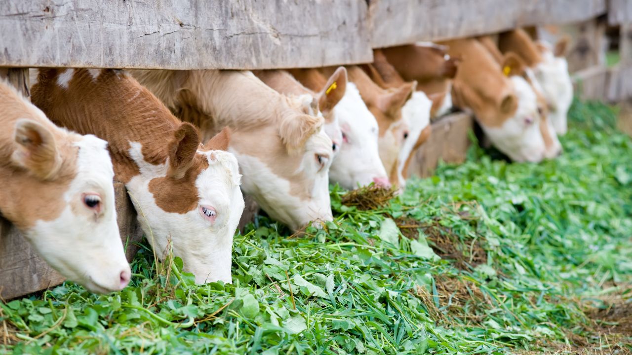 Animal Fodder: अपनी गाय-भैंस को खिलाएं ये खास घास, बाल्टी भर- भर के देंगी दूध Animal Fodder Know Which Grass Feed Your Animals They Give More Milk