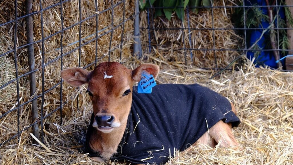 Animal Health