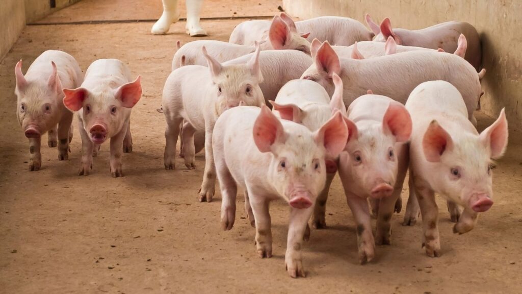 Pig Farming