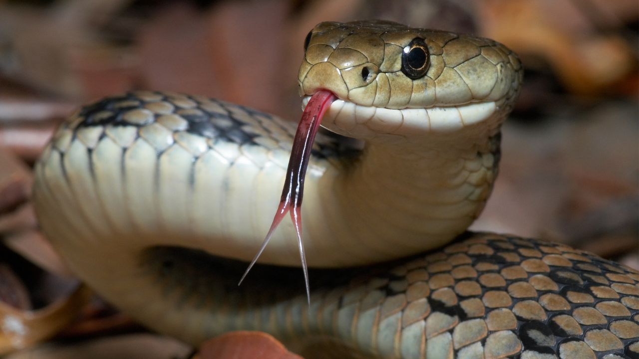 Snake Bite Safety Tips: सर्दियों में सांप ने किया हमला, जानिए कैसे तुरंत बचा सकते हैं पशु की जान