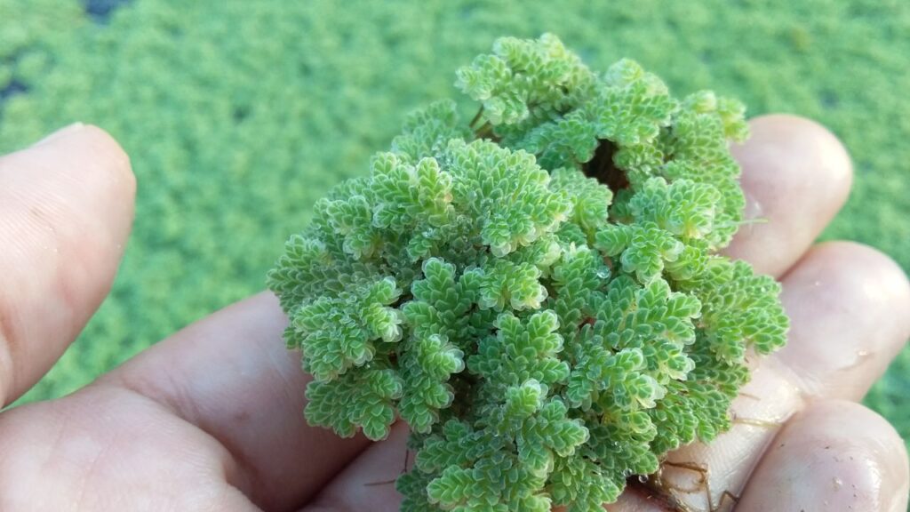 Azolla Feed