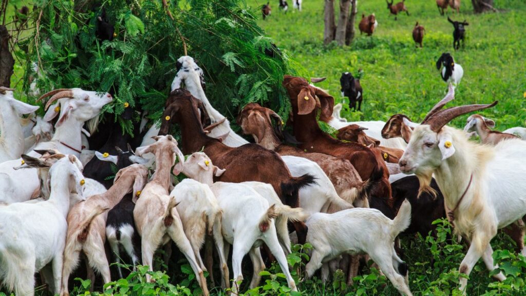 Goat Farming Subsidy: राष्ट्रीय पशुधन मिशन (NLM) के तहत किसानों को बकरी खरीदने पर 35–50% तक की सब्सिडी दी जाती है. साथ ही मुफ्त प्रशिक्षण, टीकाकरण और स्वास्थ्य जांच की सुविधा भी मिलती है. Goat Farming Subsidy: राष्ट्रीय पशुधन मिशन (NLM) के तहत किसानों को बकरी खरीदने पर 35–50% तक की सब्सिडी दी जाती है. साथ ही मुफ्त प्रशिक्षण, टीकाकरण और स्वास्थ्य जांच की सुविधा भी मिलती है.