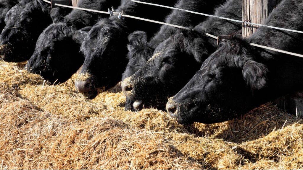 Balanced Cattle Feed
