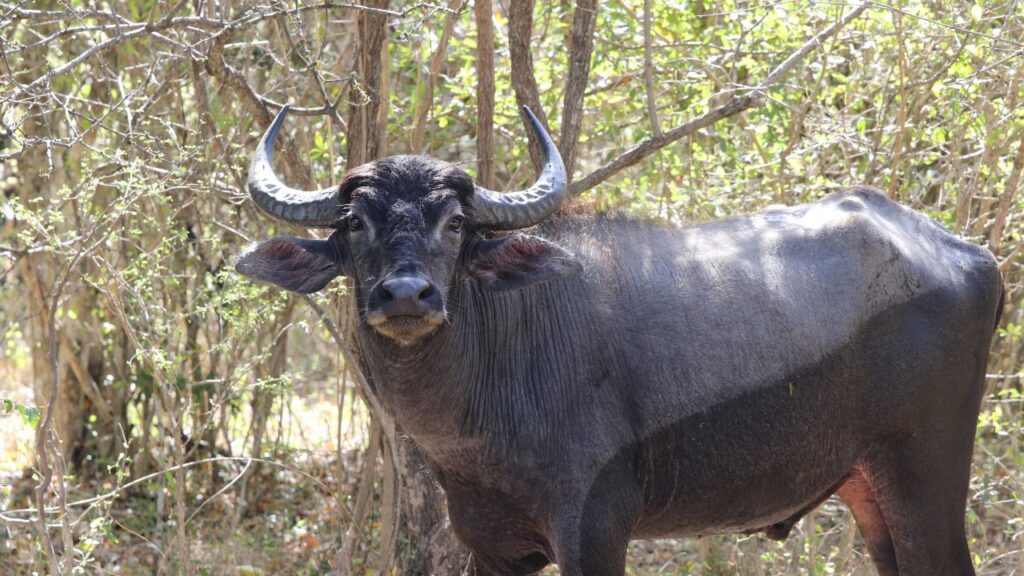 Bargur Buffalo