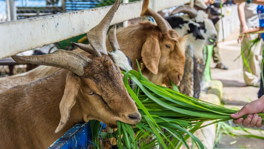 सिरोही और मारवाड़ी नस्ल की बकरियां मुख्यतः राजस्थान और यूपी के इलाकों में पाई जाती हैं. ये गर्मी और कठिन परिस्थितियों को आसानी से झेल लेती हैं. सिरोही बकरी दूध के साथ-साथ मांस के लिए भी प्रसिद्ध है, जबकि मारवाड़ी नस्ल करीब 1 लीटर तक दूध देने में सक्षम होती है.