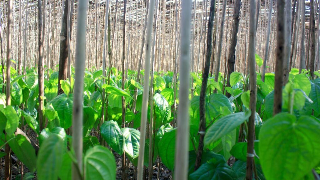 Betel cultivation