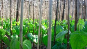 12000 रुपये लॉट होगा पान का MSP? क्या किसानों को घाटे से निकालने के लिए सरकार लेगी बड़ा फैसला