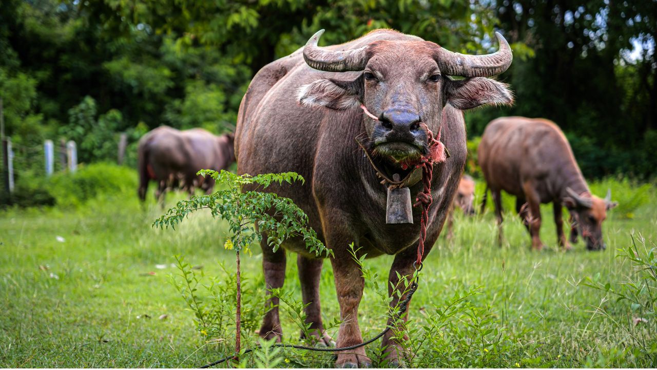 Ghee Producing Buffalo First Choice Farmers Gives 1400 Liters Milk In One Lactation