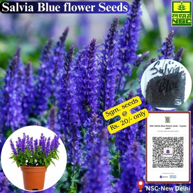National Seeds Corporation