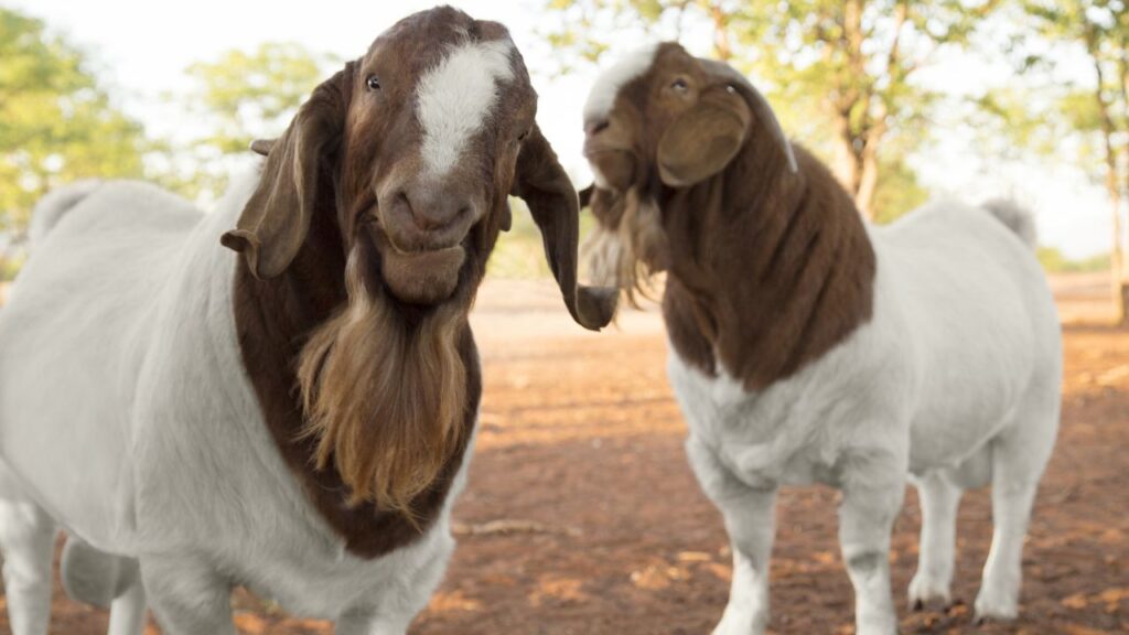 Boer Goat Farming