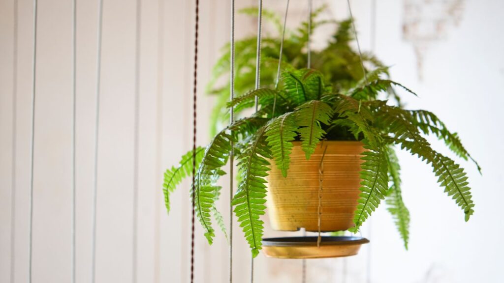 Boston Fern – यह पौधा हवा में मौजूद फॉर्मल्डिहाइड और ज़ाइलीन जैसे प्रदूषकों को हटाता है. साथ ही घर की नमी बनाए रखता है, जिससे सांस लेने में आसानी होती है.
